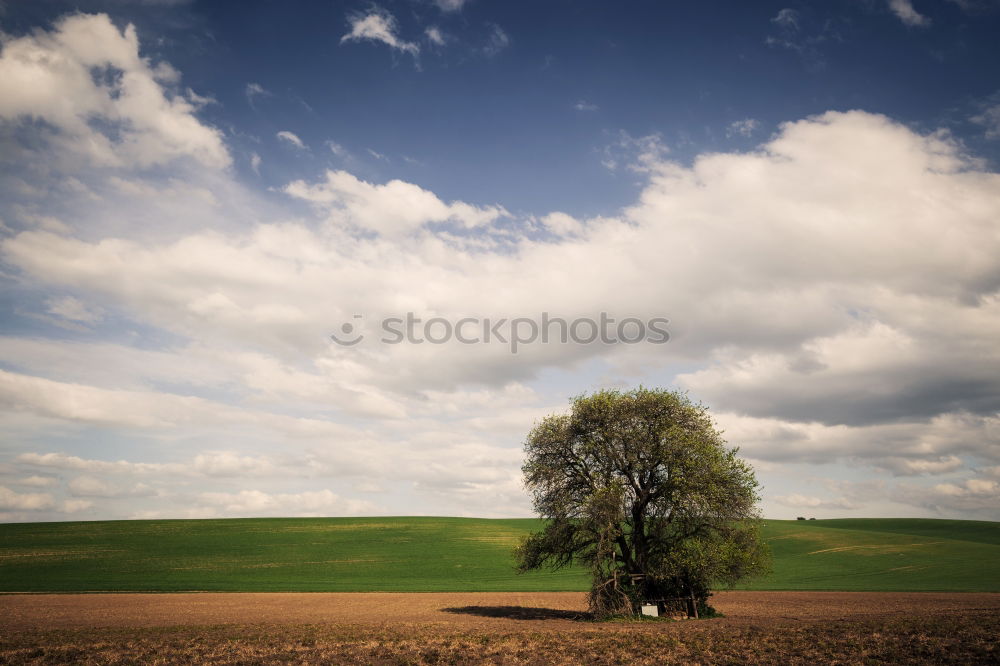 Similar – Image, Stock Photo moon tree Tree Meadow