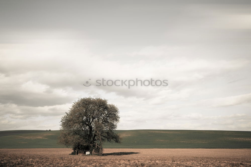 Similar – Image, Stock Photo scarecrow Colour photo