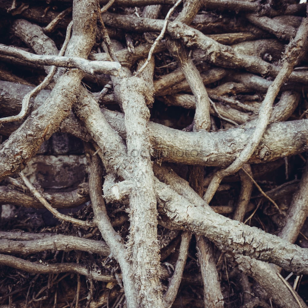 Similar – Roots on the ground Nature