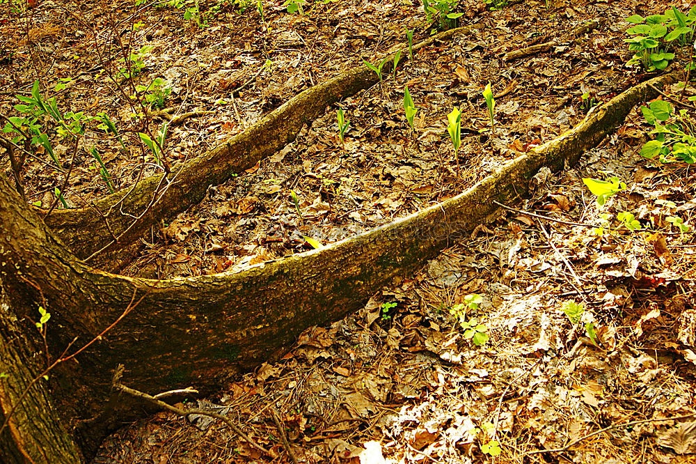 Similar – waldboden Blatt braun