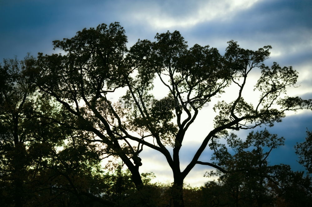 Similar – Da wo der Wald beginnt