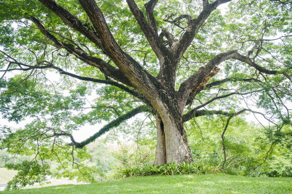 Similar – green stuff Tree Lake Park