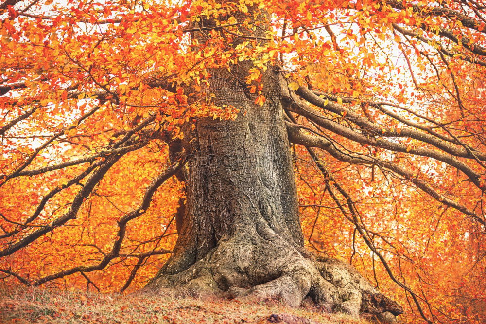 Similar – yellow tree Tree Autumn