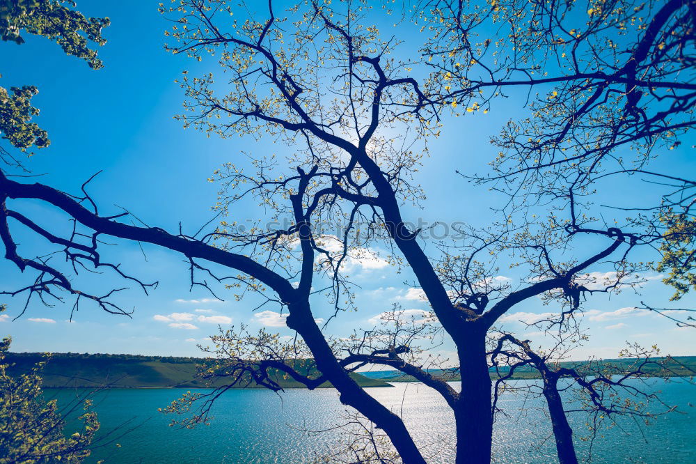 Similar – Image, Stock Photo the tree Tree Lake Green