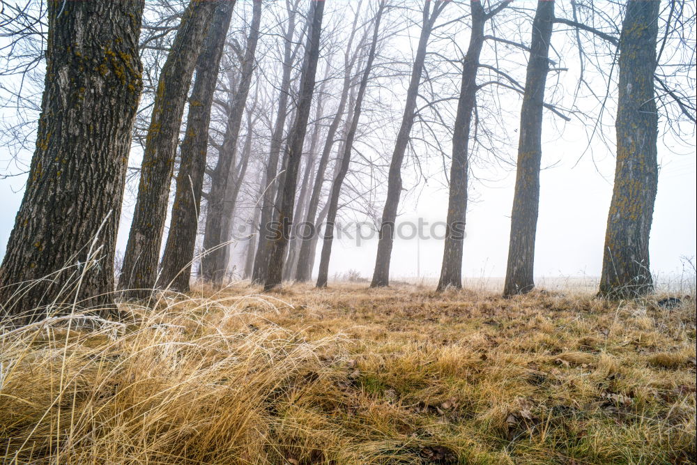 Similar – Image, Stock Photo Ipweger Moor Nature