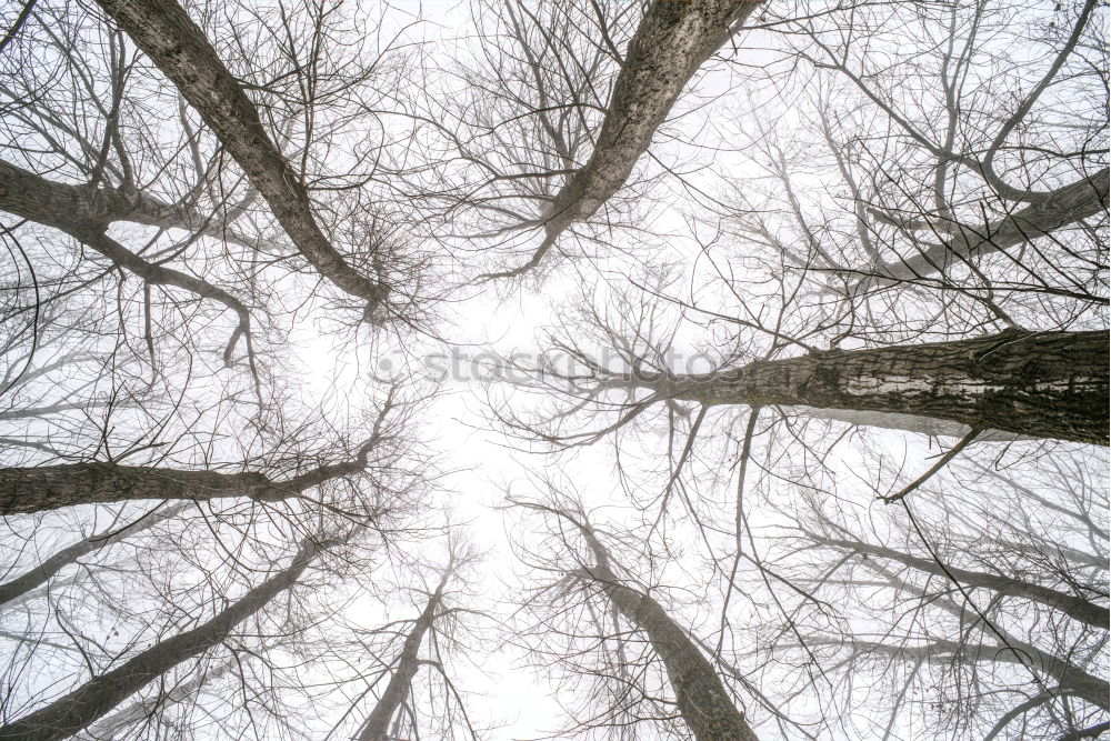 Similar – Image, Stock Photo autumn tree Tree Autumn