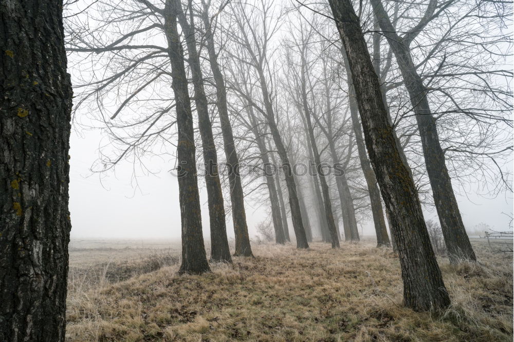 Similar – forest path Environment