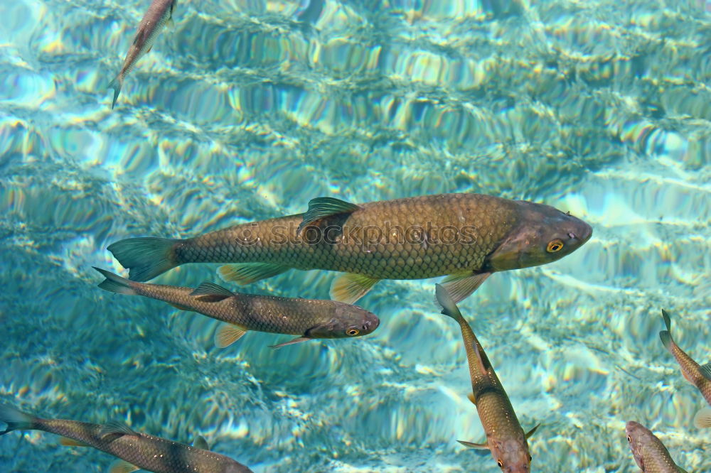 Similar – Gefangen Wasserbecken