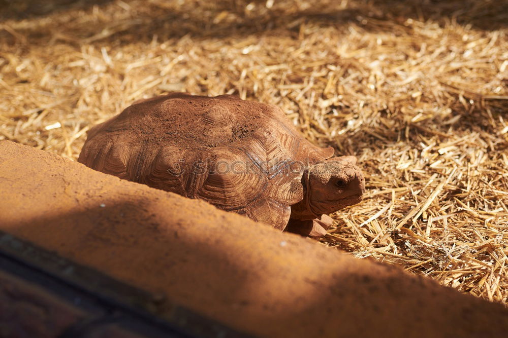 Similar – Foto Bild Schweinskram Ernährung