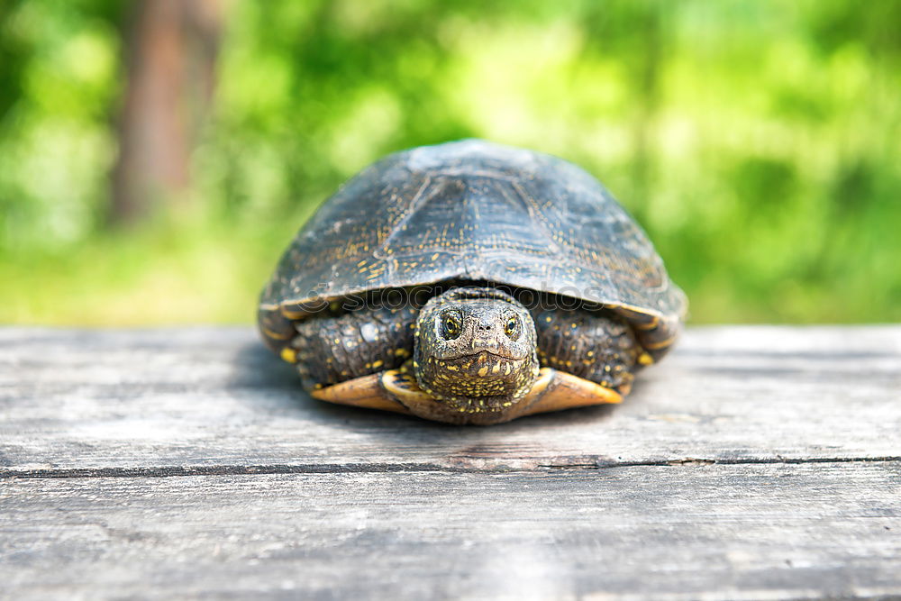 Similar – Image, Stock Photo Big turtle on old wooden desk