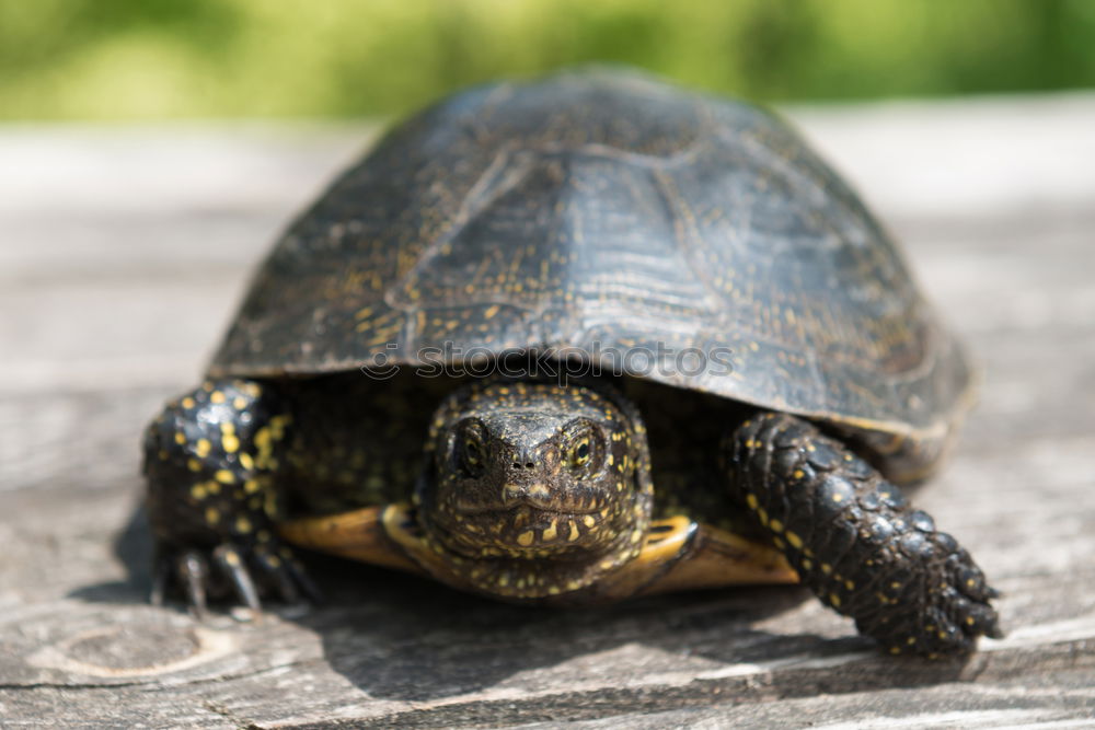 Similar – Image, Stock Photo two tortoises after hibernation