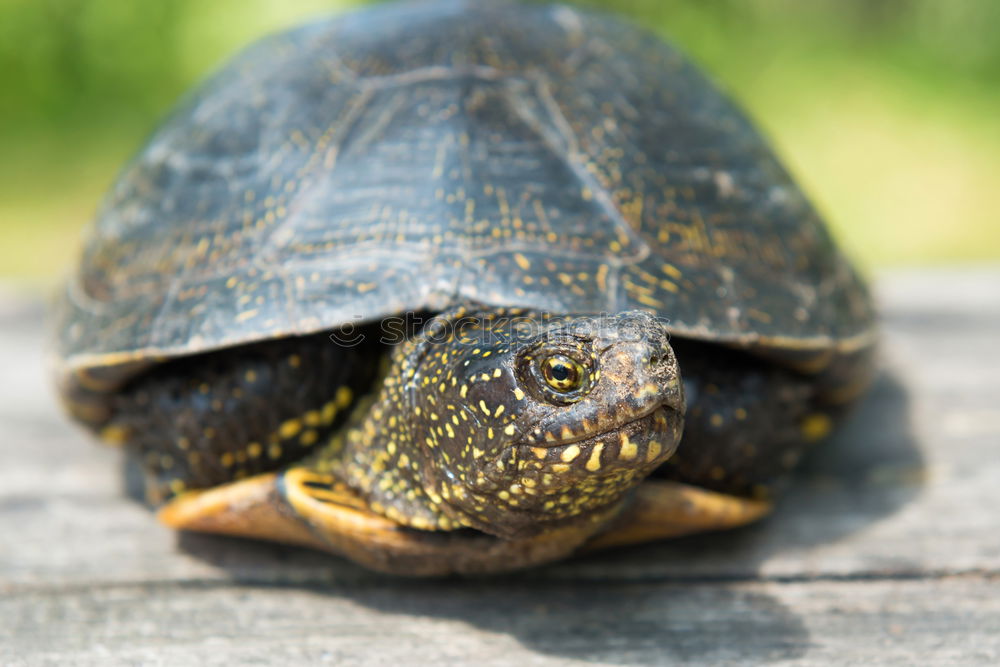 Similar – Image, Stock Photo Big turtle on old wooden desk