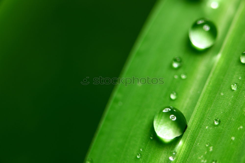 Similar – water drops Drops of water