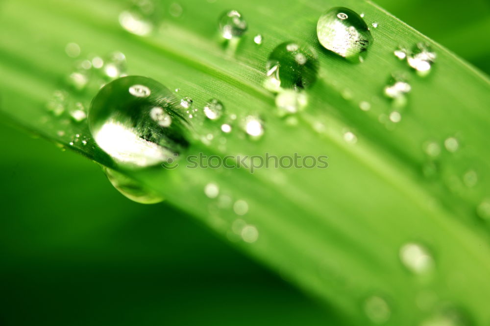 Similar – Image, Stock Photo dew drops Cold drink