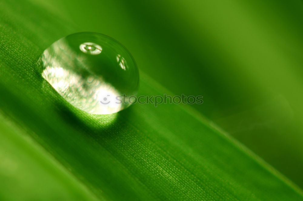 Similar – Wassertropfen liegen sicher auf einem grünen Blatt