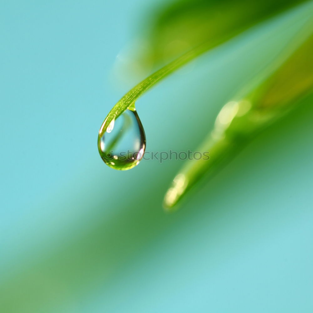 Similar – Image, Stock Photo drops on the green leaves