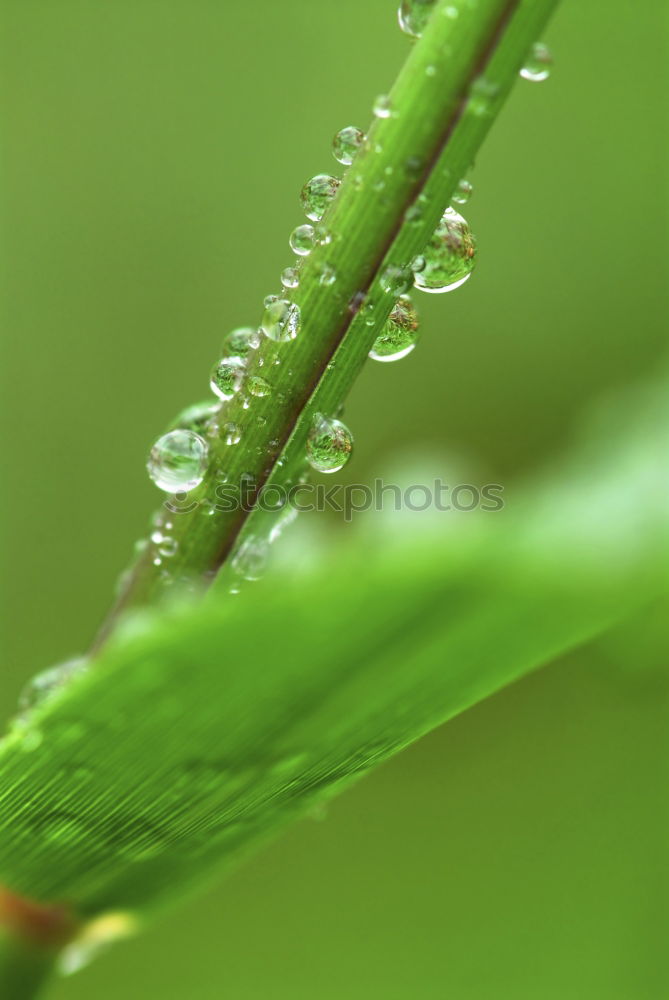 Similar – nach dem Regen Gras Wiese