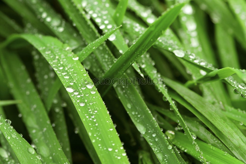 Similar – Chlorophyll on ice Green