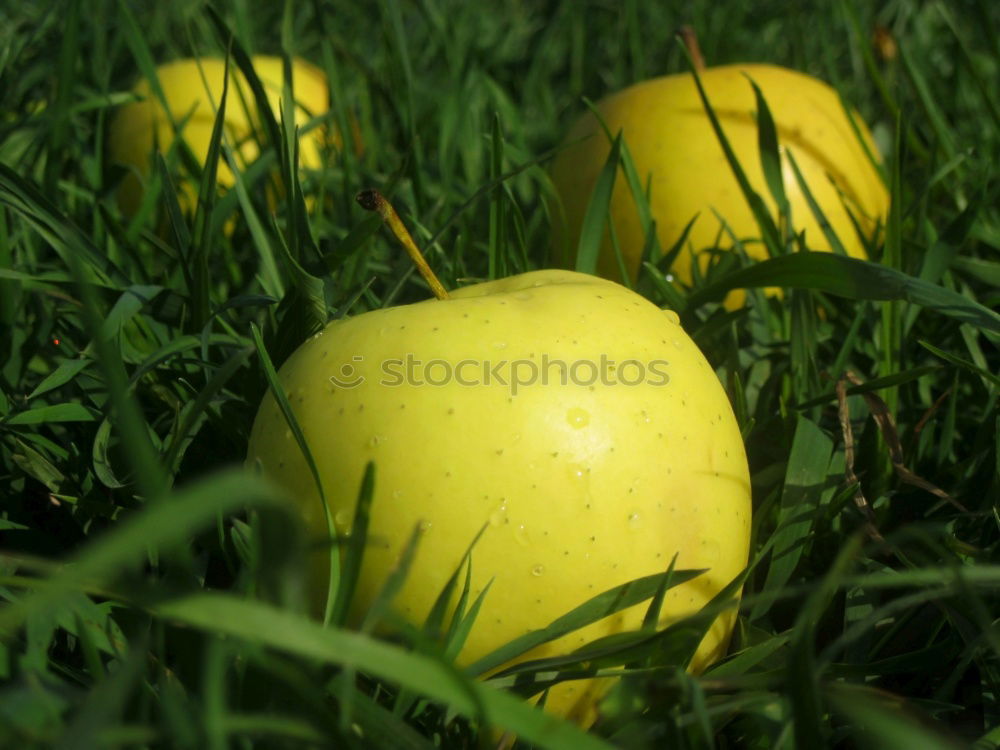 Similar – three colourful Easter eggs lie on flowering daisies in a meadow