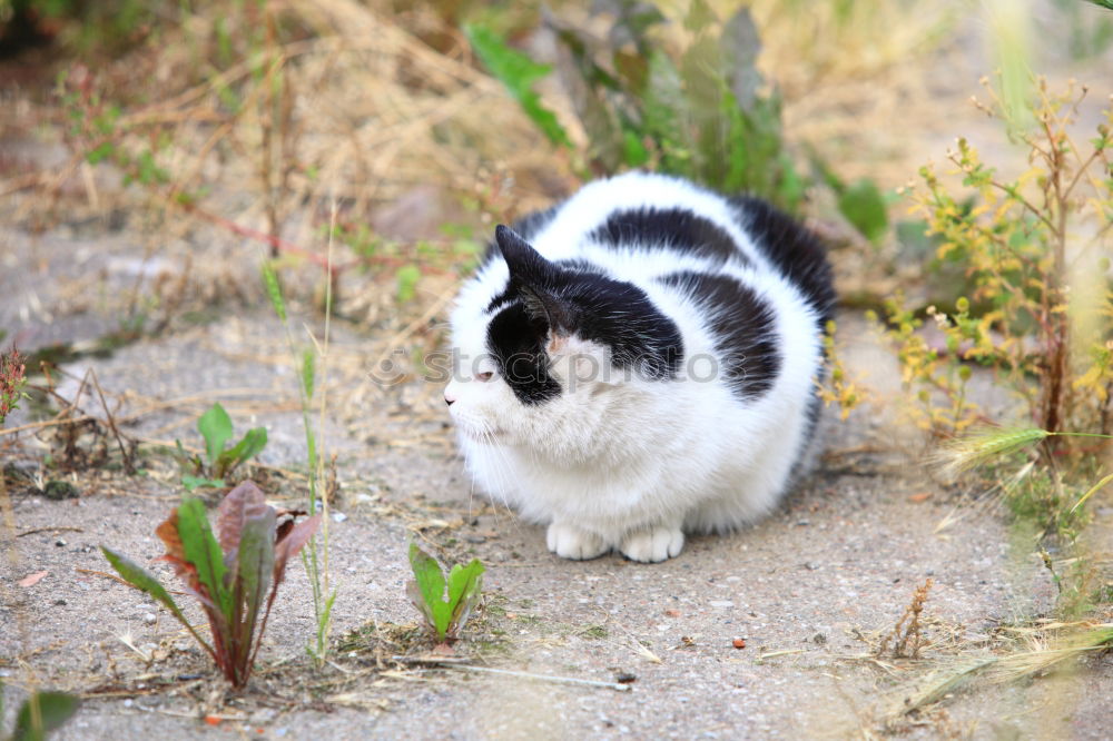 Similar – Image, Stock Photo Cat Lola in the garden