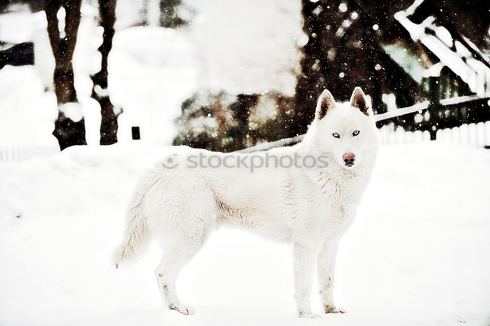 Similar – Foto Bild Snow Dog II Umwelt Natur