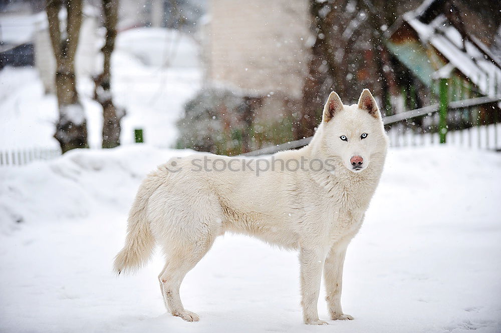 Similar – Foto Bild Es war einmal Winter