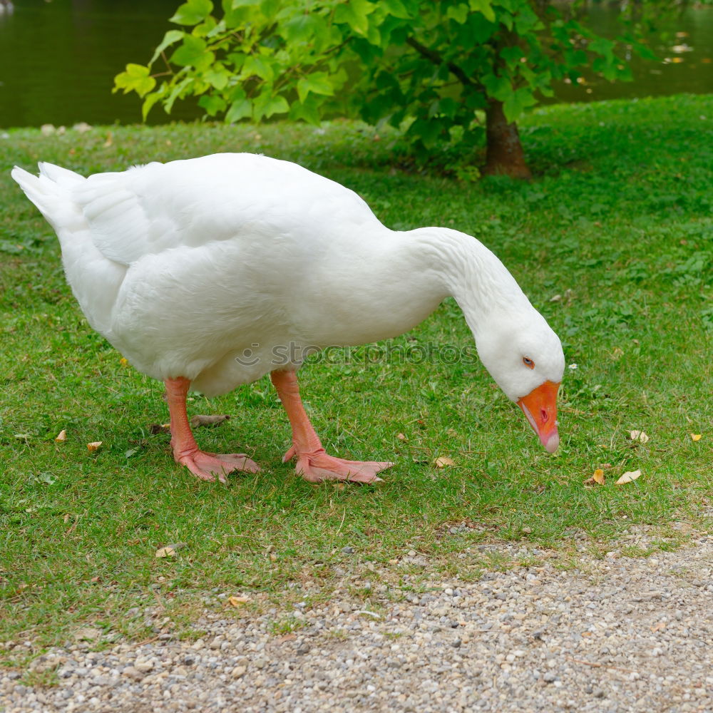 Similar – Foto Bild Unzertrennlich Gans Vogel