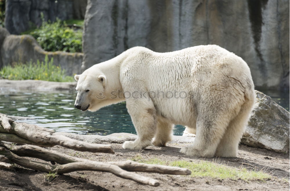 Similar – Delicious foot lick Animal