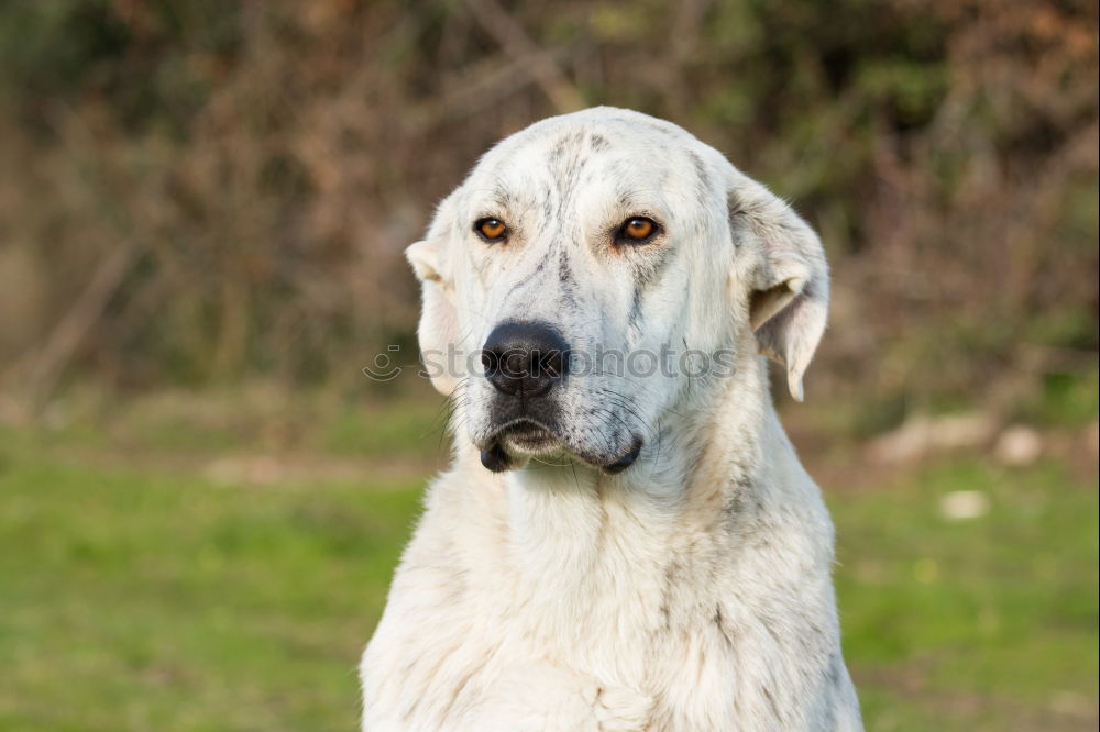 Similar – Image, Stock Photo Dog: Australian Shepherd