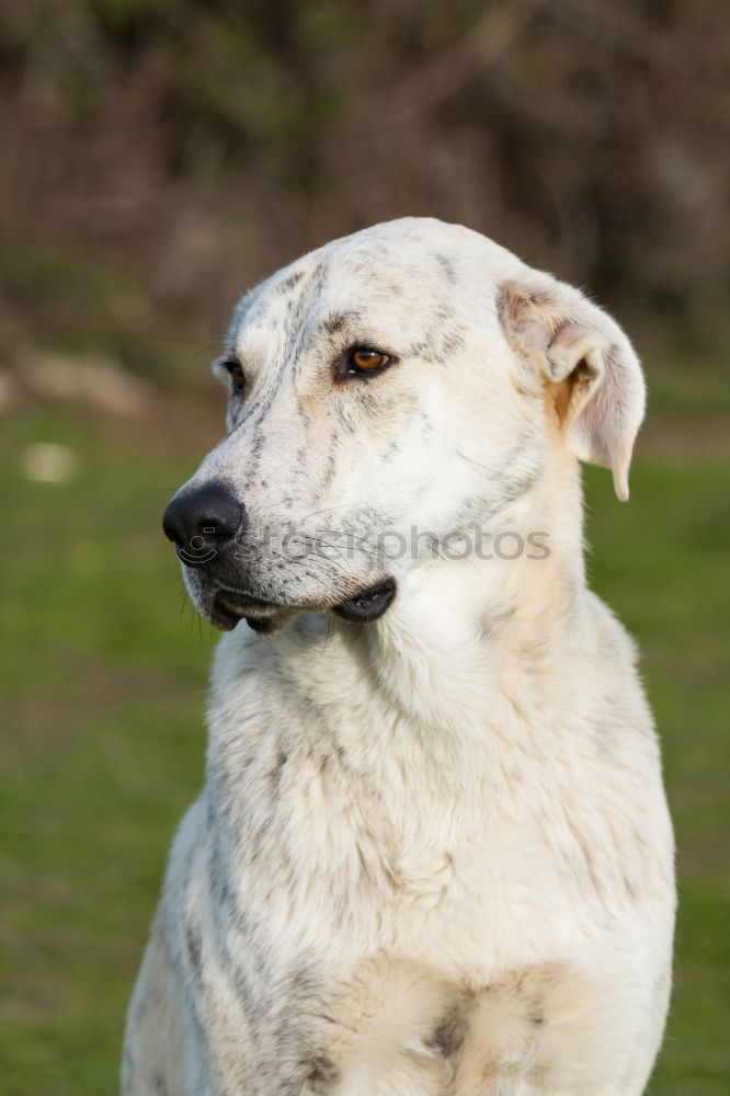 Similar – Image, Stock Photo Give Paw! Playing Park