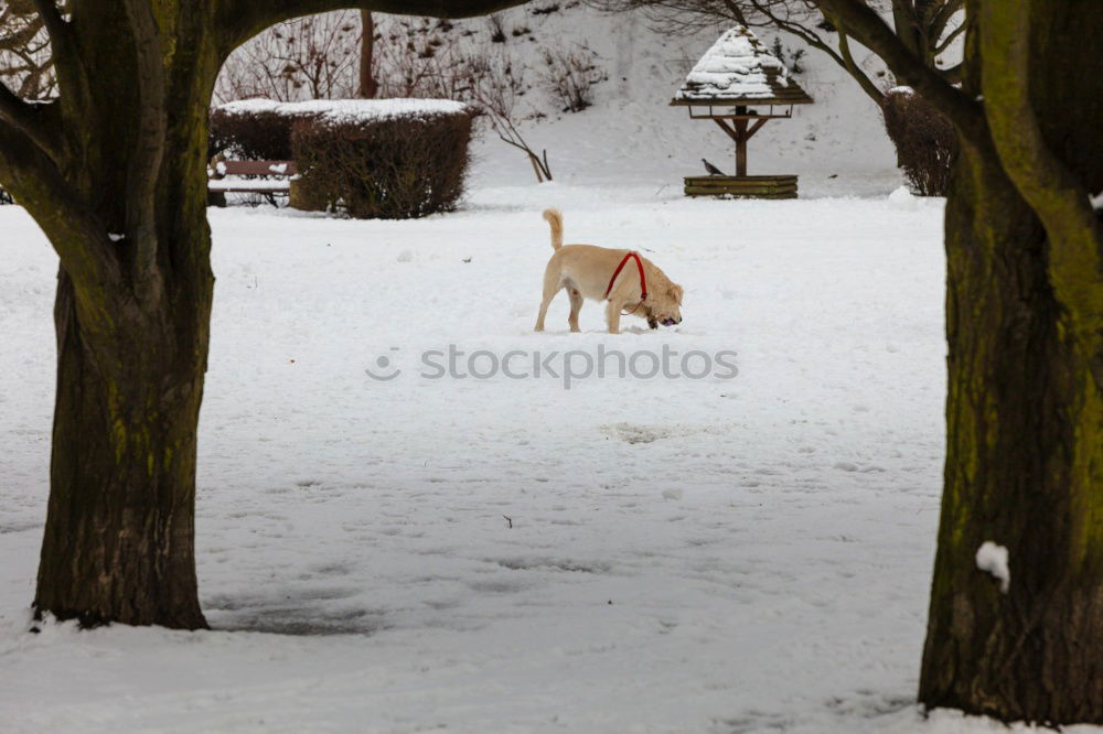 Similar – Foto Bild lonesome fighter Hund