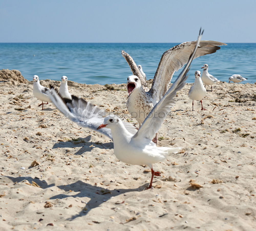 Similar – flock of white gulls