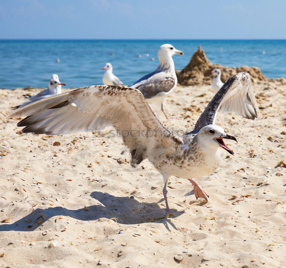 flock of white gulls