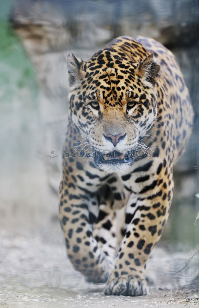 Similar – Close up portrait of male snow leopard