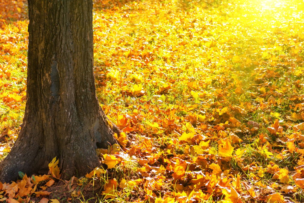 Similar – Gelber Herbst Baum Blatt