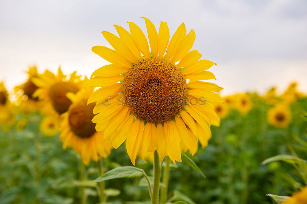 Similar – sunflower Beautiful Summer