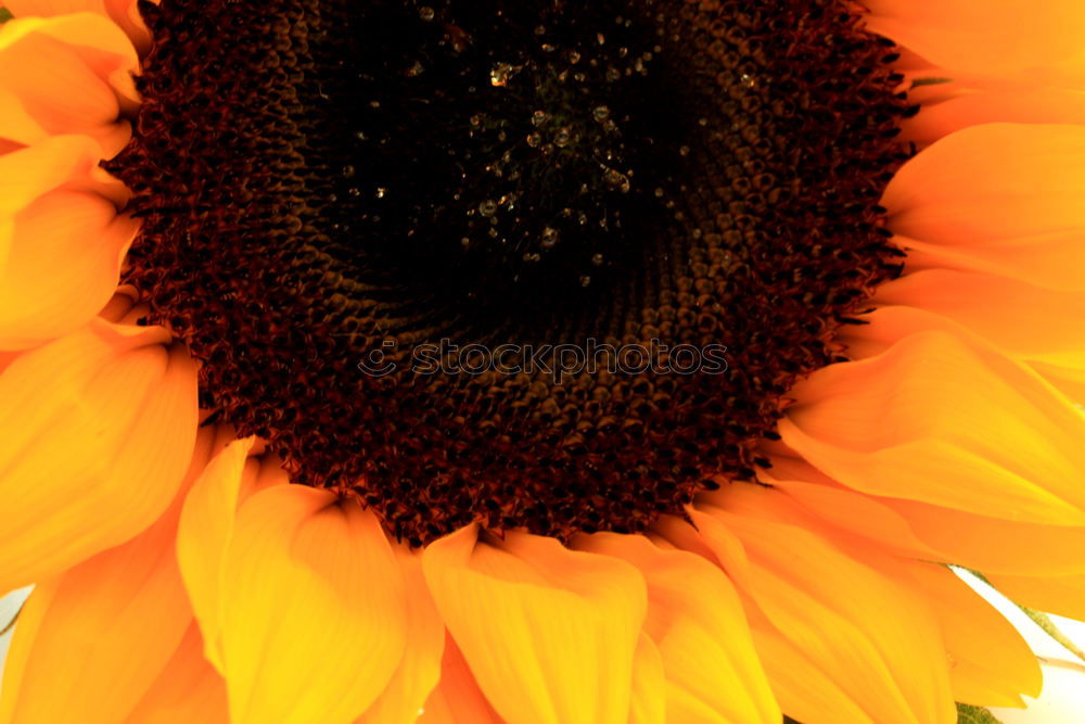 Similar – Foto Bild Aster Blume Blüte Astern