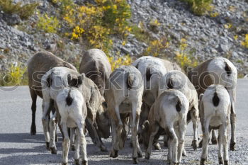 Similar – Foto Bild Wolle auf Wanderschaft