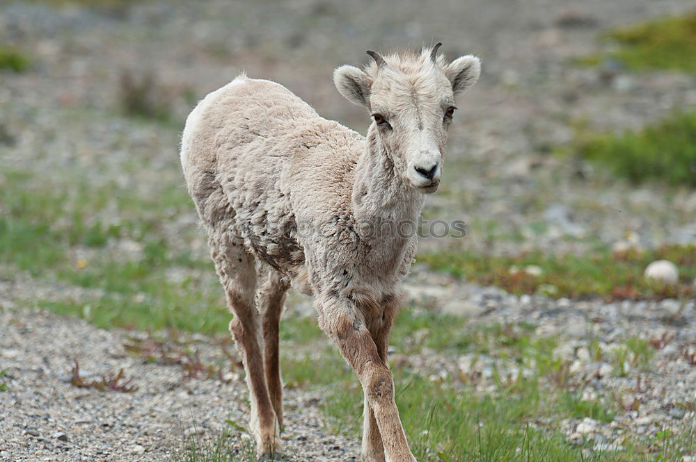 Similar – Foto Bild Gebirgstauglich Mufflon