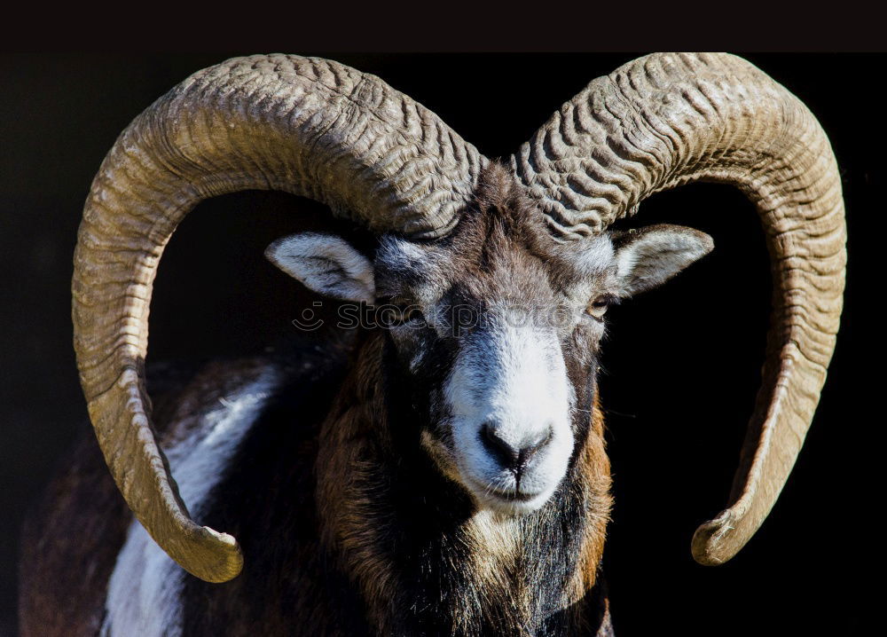 Similar – ram Vacation & Travel Zoo