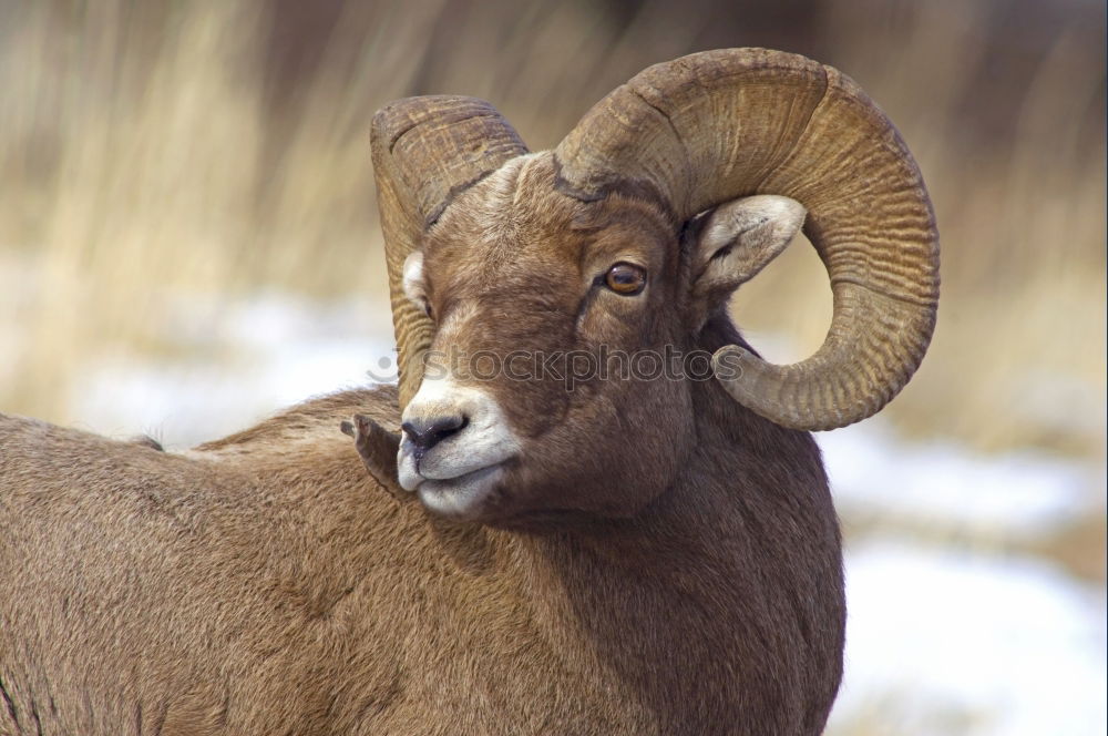 Bighorn Ram Environment