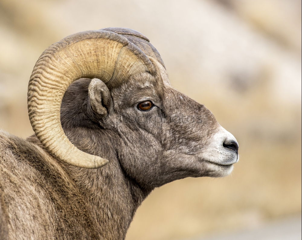 Similar – Bighorn Ram Environment