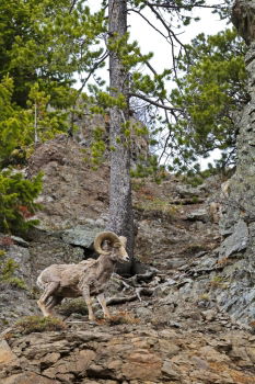 Similar – Foto Bild Böckchen Natur Felsen