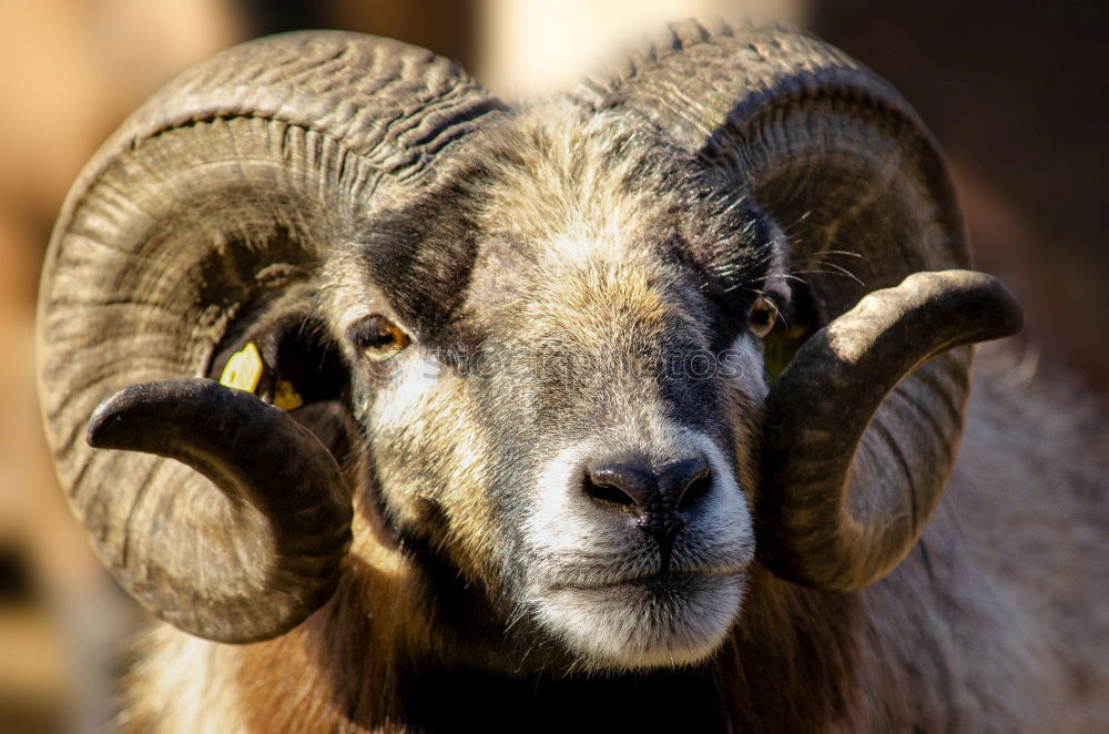 Similar – Bighorn Ram Environment