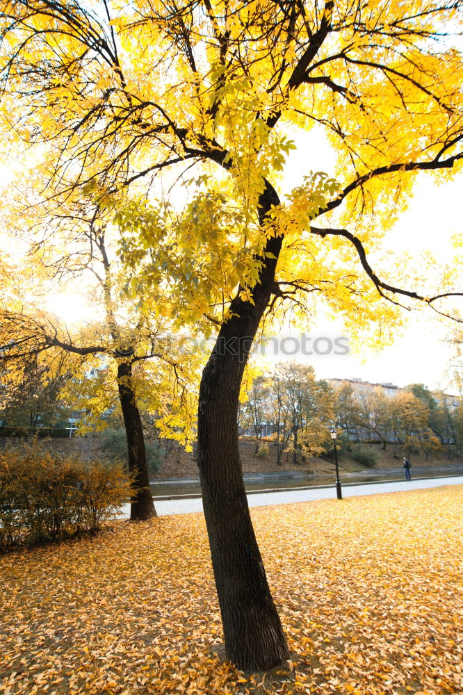 Similar – Image, Stock Photo Golden October Wellness