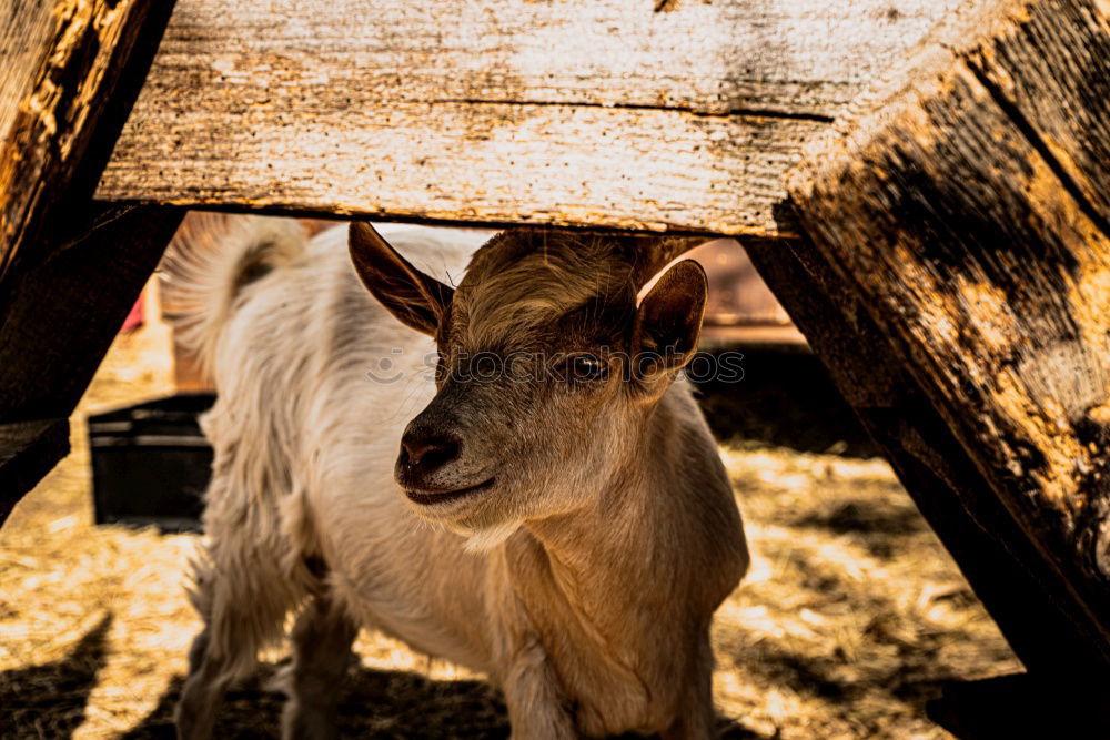 Similar – Image, Stock Photo Minipig 2 Nature Landscape