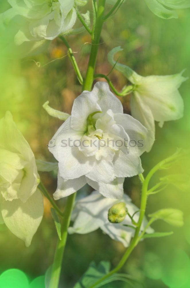 Similar – little rose Plant Flower