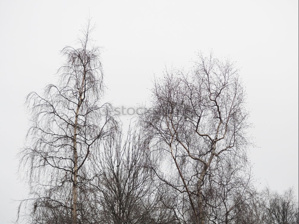 Similar – Image, Stock Photo Winter in the country