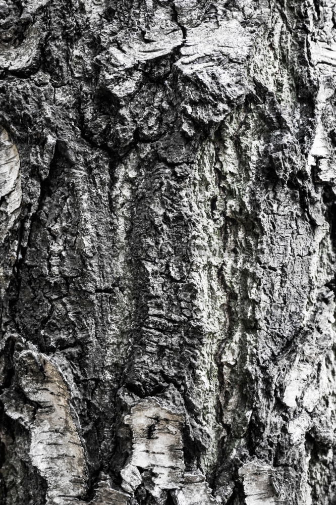 Similar – [CHAMANSÜLZ 2011] Baum und Stamm