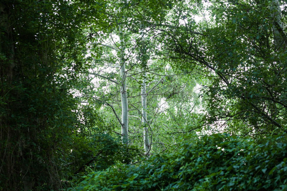 Similar – Image, Stock Photo Summer on the outskirts of the big city